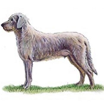 Slovakian Rough Haired Pointer - Click Image to Close